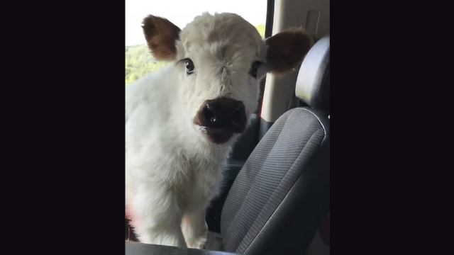 贪玩跑远的牛宝宝被主人开车接了回去,这无辜的大眼睛太可爱了