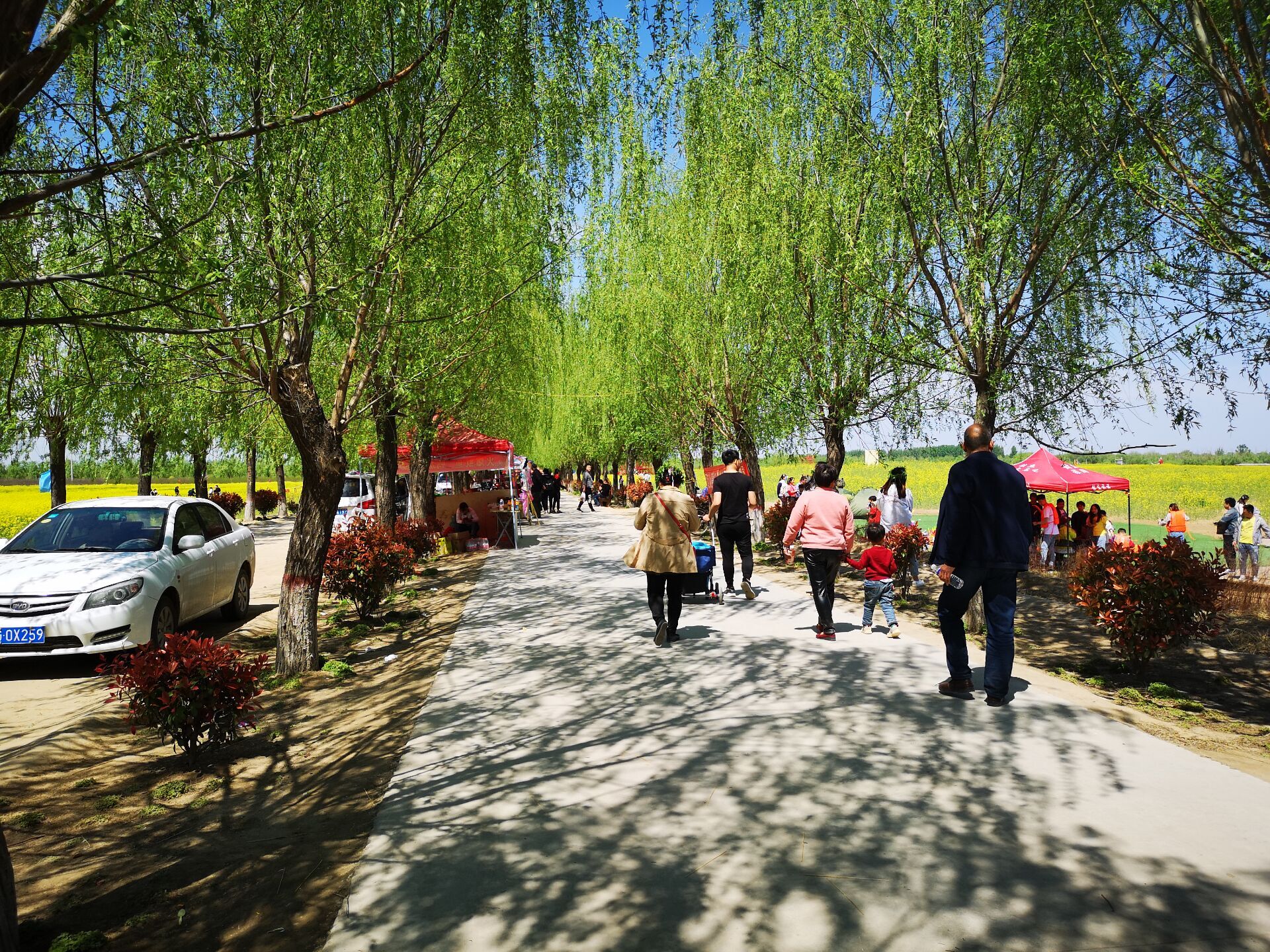 陈桥湿地公园半日游这里紧邻黄河大堤对岸就是古都开封