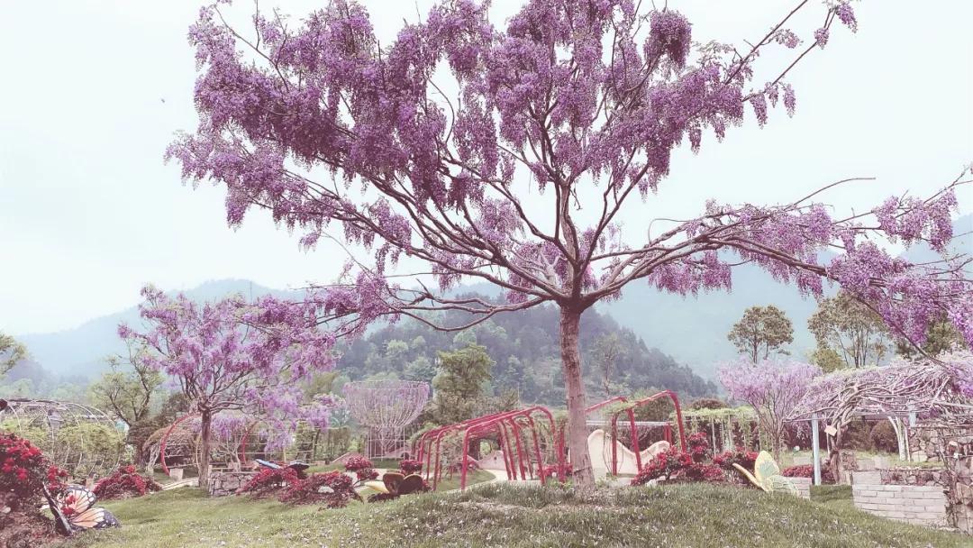 湄潭水湄花谷图片