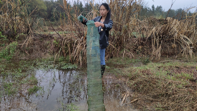 農村女孩大早上去收地籠,沒想到魚被偷走了,這到底怎麼回事?