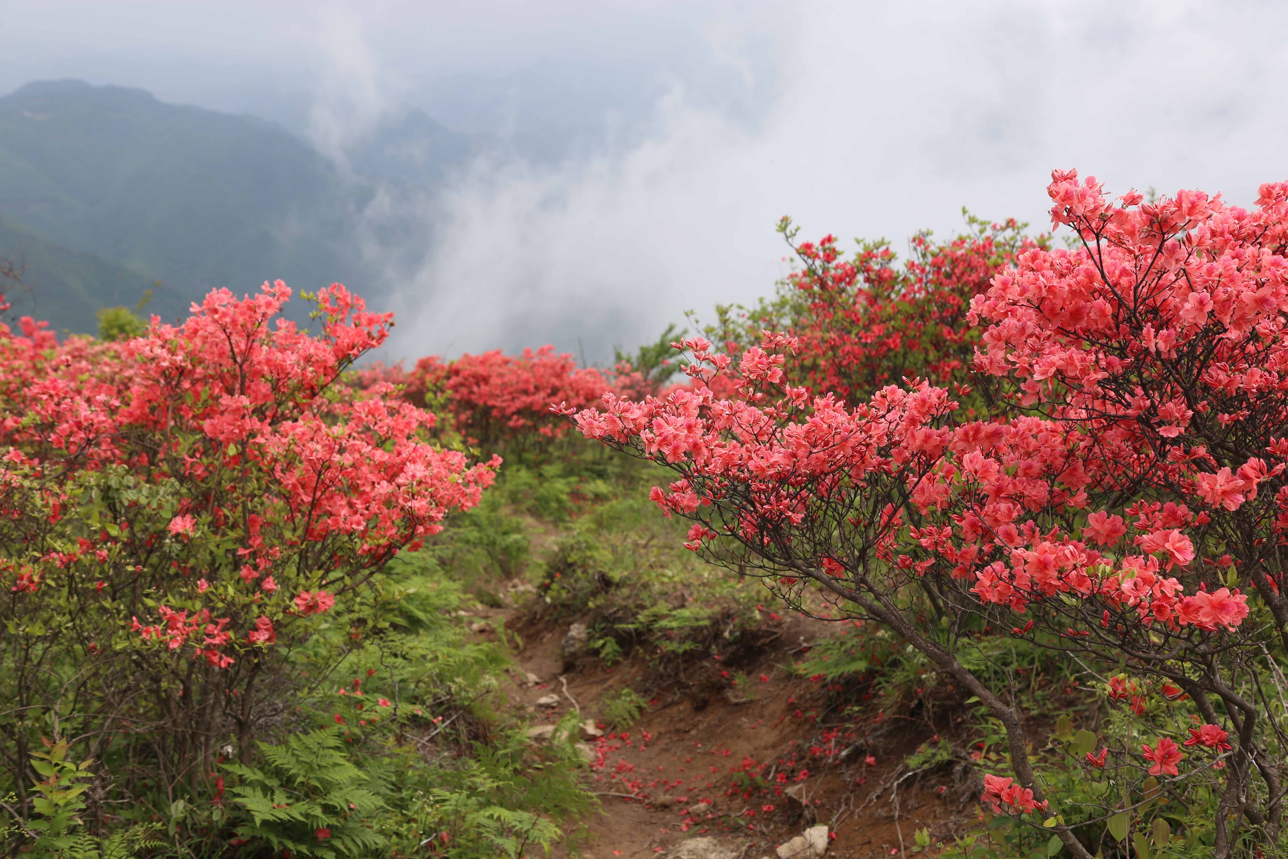 漫山遍野的杜鹃花,如火焰热烈,像红绸舞动,似朝霞燃烧.