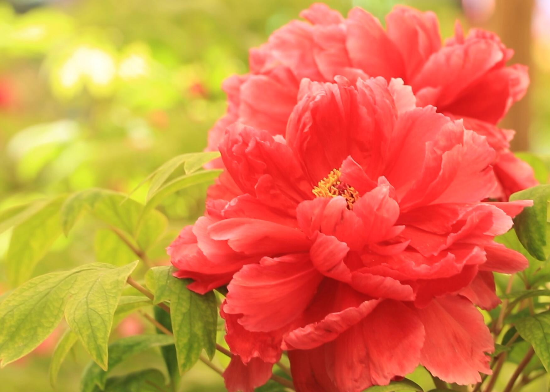 王城公园牡丹名品介绍之杨贵妃