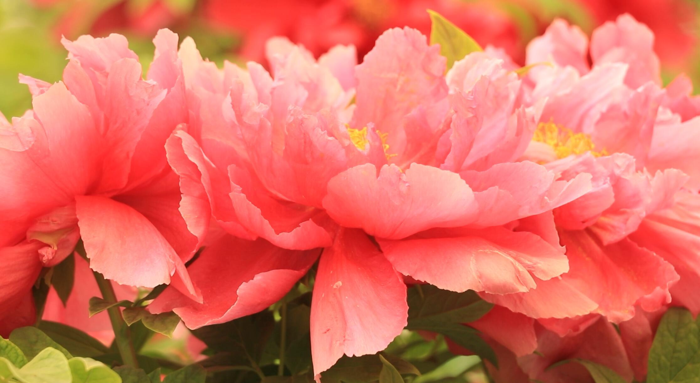 开元二十八年春,杨玉环和一群宫娥赏牡丹,她看见盛开的牡丹花,自觉虽