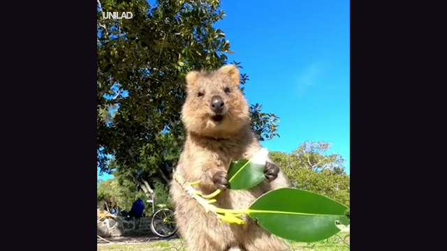 天生自带治愈笑容的短尾矮袋鼠吃个树叶都是一脸幸福模样