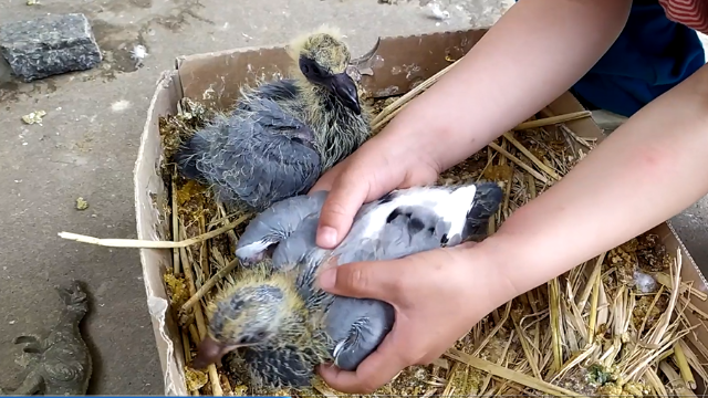 出壳15天的鸽子大小差别太大了该怎么解决这个问题