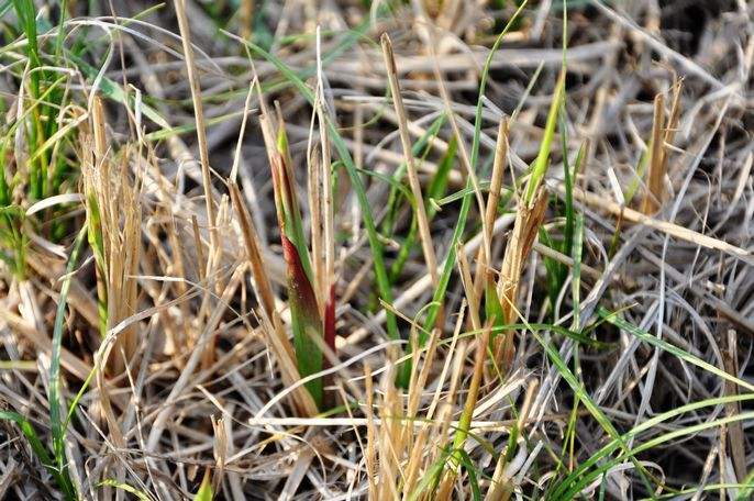 农村野外的茅针现在很受热捧回老家种植茅草是否可行呢
