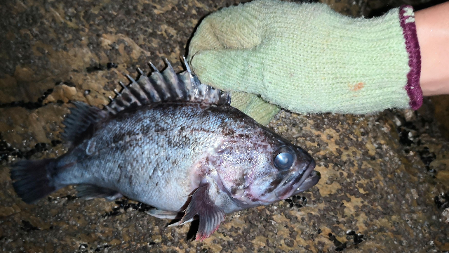 小夥在荒島趕海水坑裡抓到黑頭魚太棒了,還在沙灘上