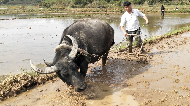 实拍江西农村大叔耕田用传统方式赶牛犁田这场景你们见过吗