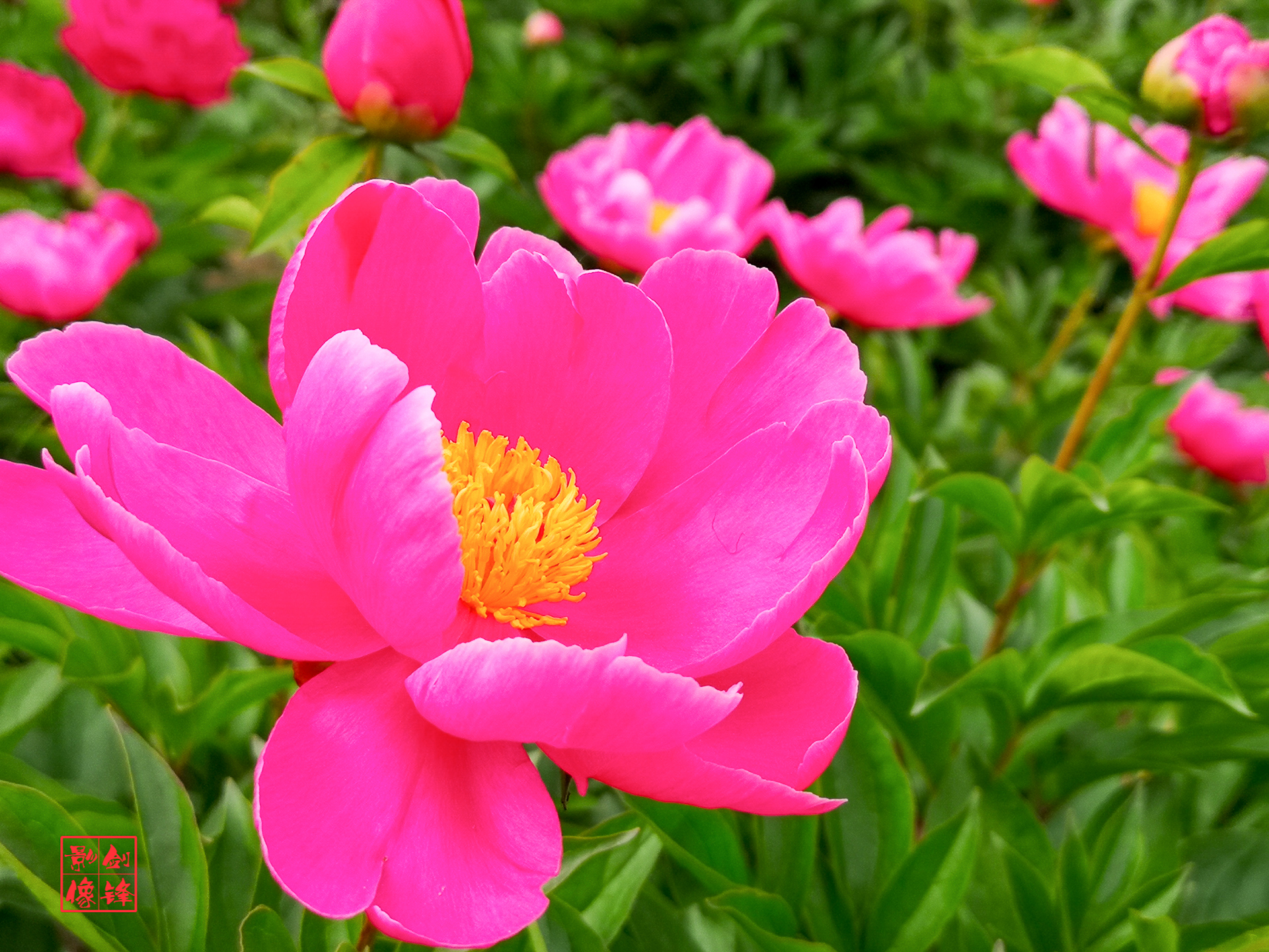 鄢陵中原花木博覽園芍藥綻放