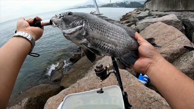 矶钓快收工的时候钓鱼人中2斤重的牛屎立