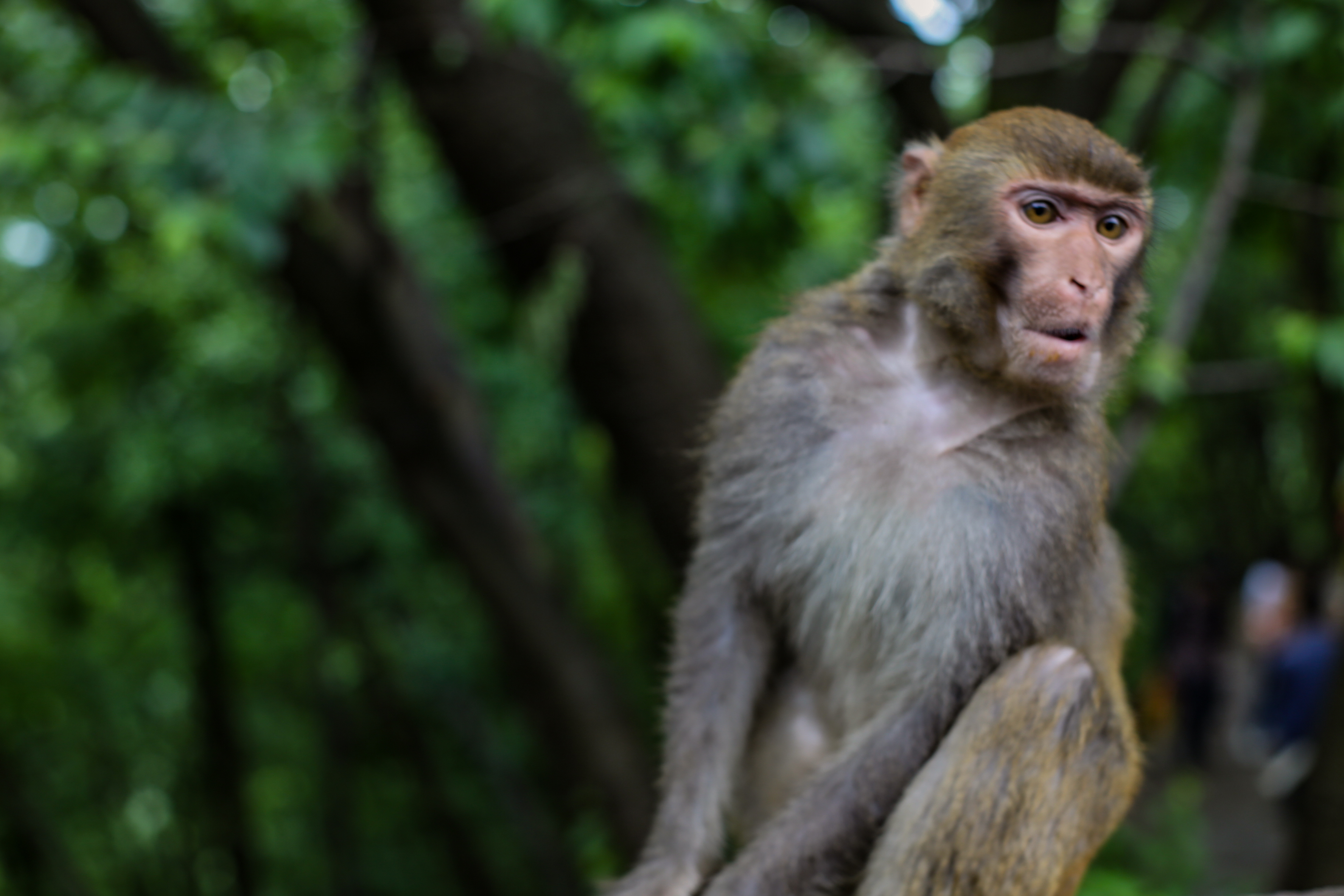 贵州贵阳:野生猕猴萌态十足__凤凰网