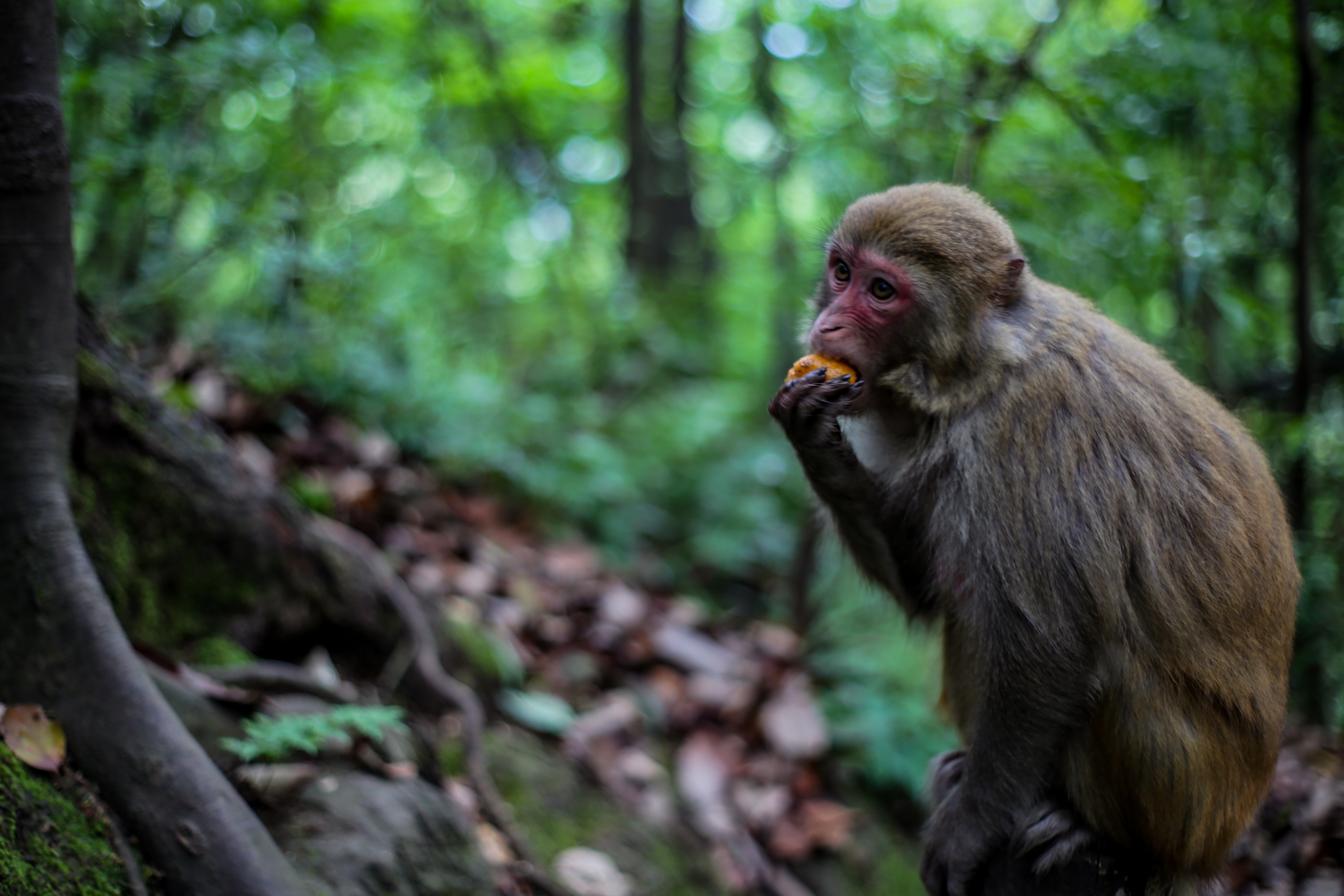 贵州贵阳:野生猕猴萌态十足__凤凰网