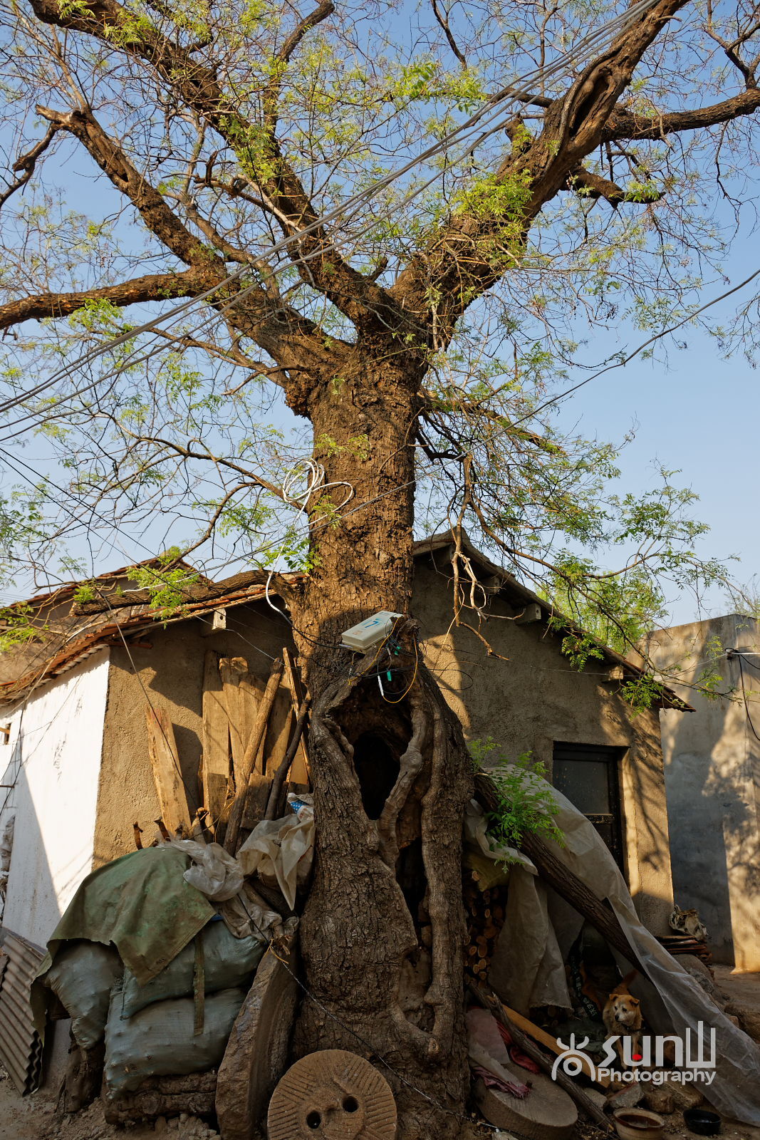 山东淄博最古老的一株国槐已1700多岁,被称为"神母槐"!