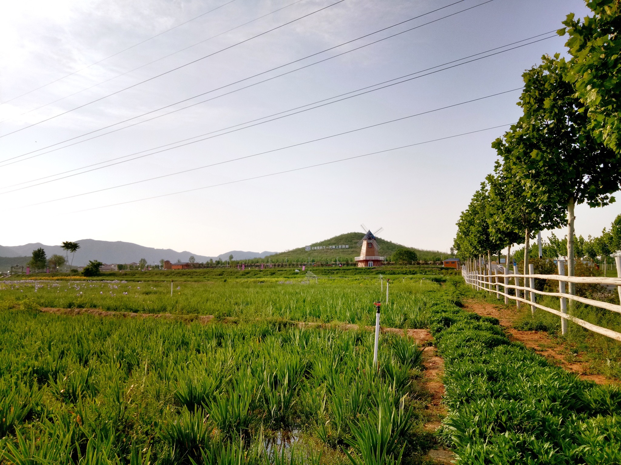 城市边缘的优质牧场,草绿花红,流连忘返