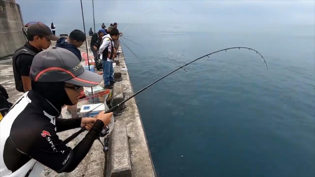 釣魚人碼頭中大魚實拍,魚的力氣很給力,弓魚很過癮!