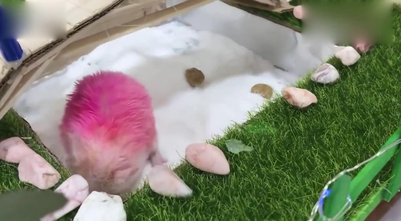 主人把小仓鼠染成了粉红色瞬间感觉可爱倍增好想把它抱回家