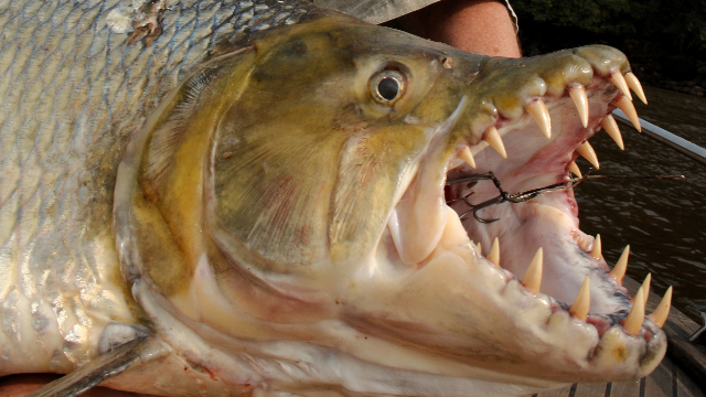 男子在野外钓到大型虎鱼满嘴尖牙利齿体型是食人鱼的数十倍