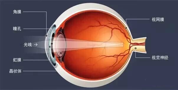 眼睛大视野范围就大吗小眼睛的视野就真的小吗