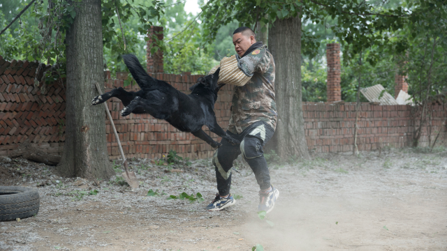 50000元买的东德牧羊犬 实战训练竟然这么凶猛 这体型真漂