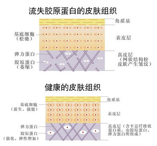 我们皮肤72%的部分由胶原蛋白组成,真皮层80%都是胶原蛋白.