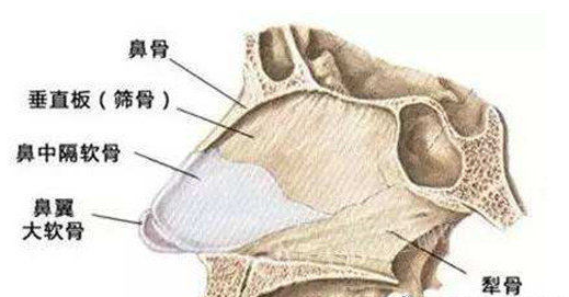 隆鼻时,为什么不建议使用鼻中隔软骨做鼻尖和鼻小柱?__凤凰网