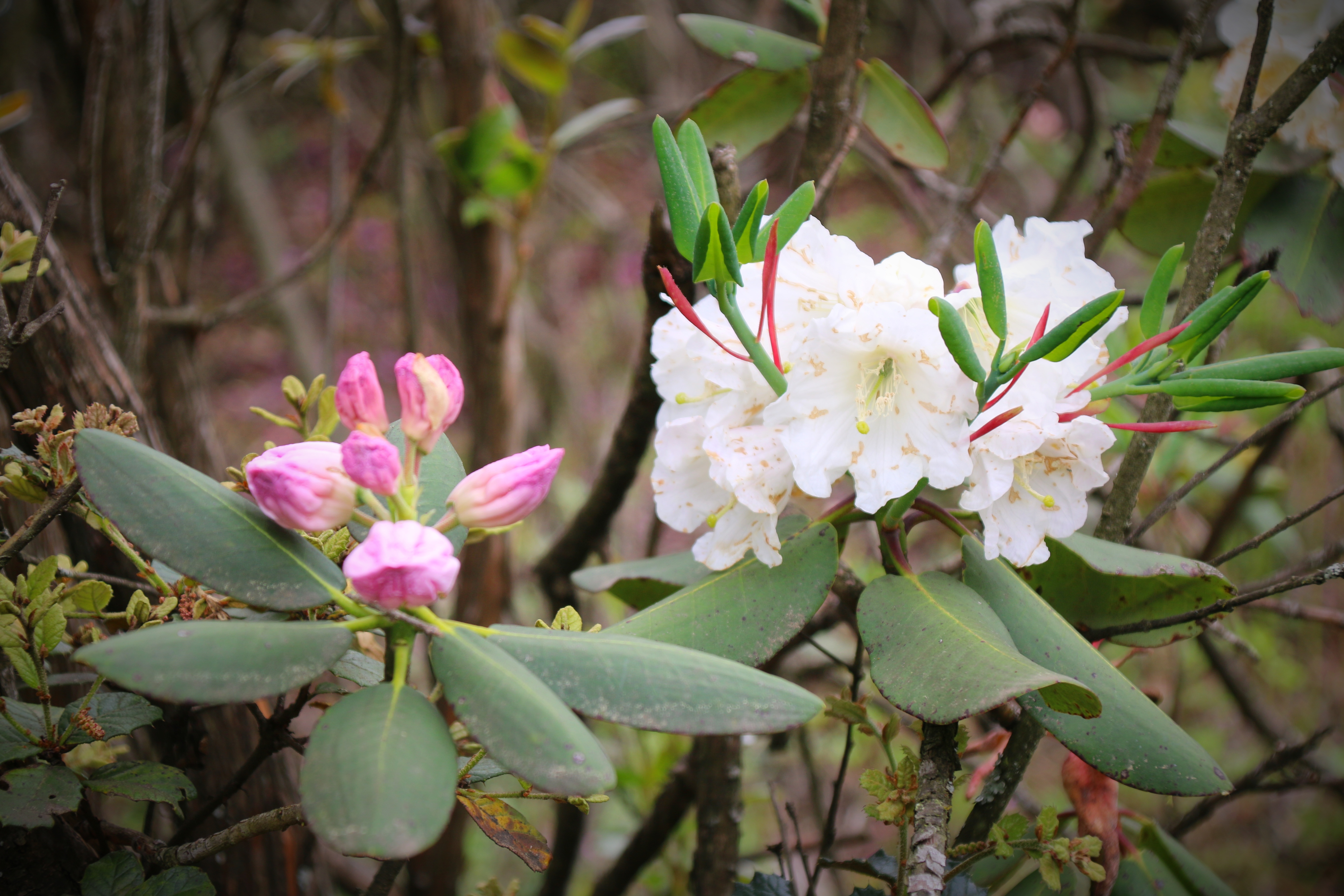 木耳花开上宁边__凤凰网