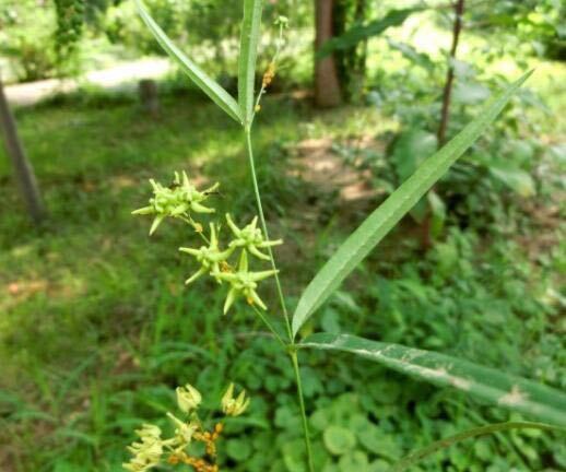 和紫萱是最搭配的,徐长卿也是一种植物,是治病的中草药,别名叫刁竹,对