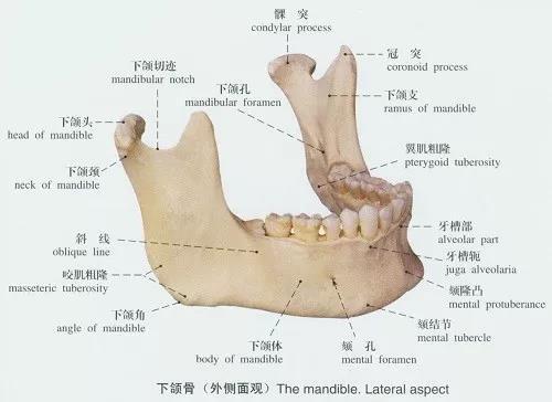 颌部就是构成口腔上下部的骨头和肌肉组织,上部叫上颌,下部叫下颌,颌