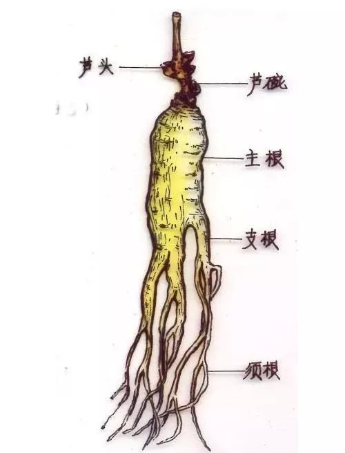 参它就是个棒槌