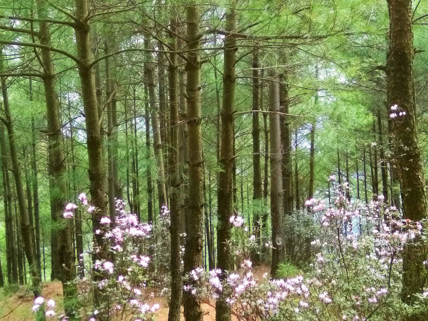 "万年青"的松树村