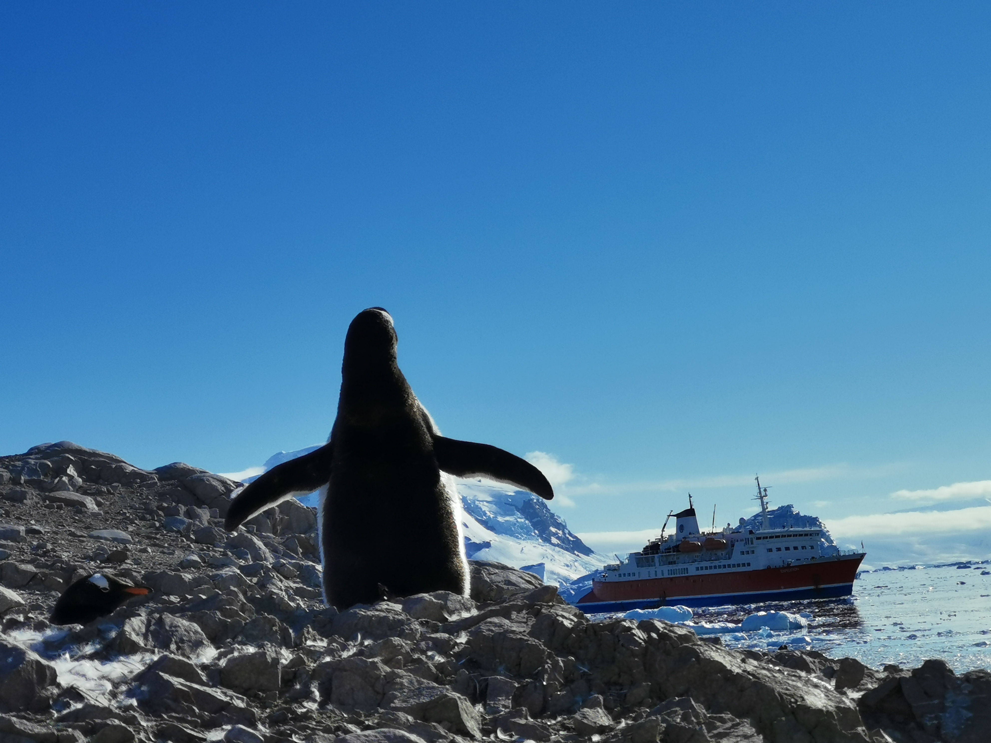 南极——金图企鹅