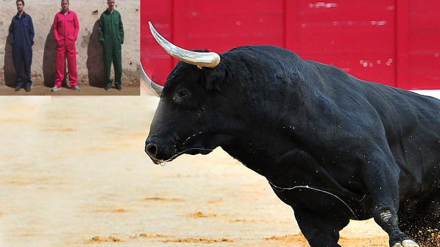 牛只见红色才发怒吗?男子用实验亲测,看后长知识了!