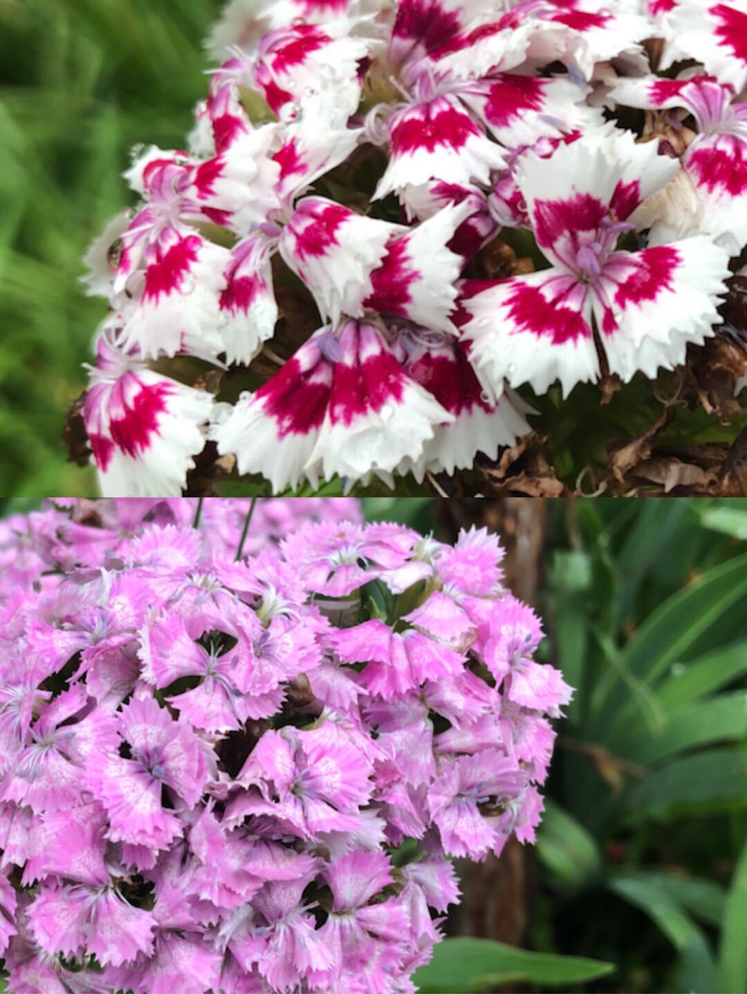 太空花落户西安航天基地__凤凰网