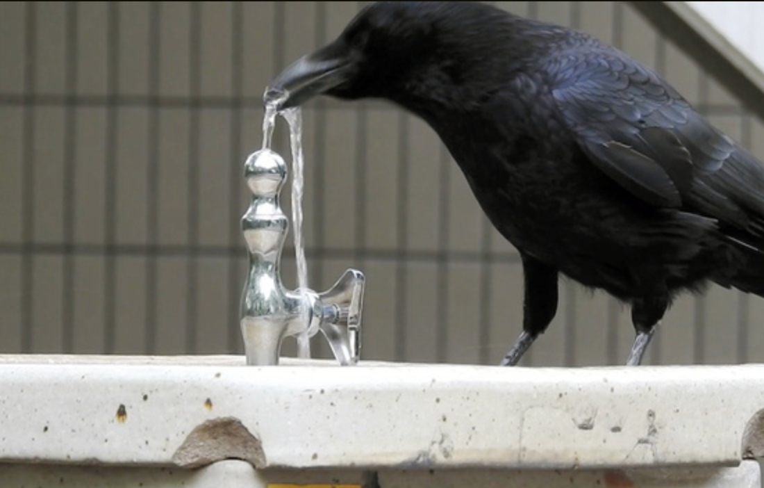 乌鸦喝水的图片实物图片