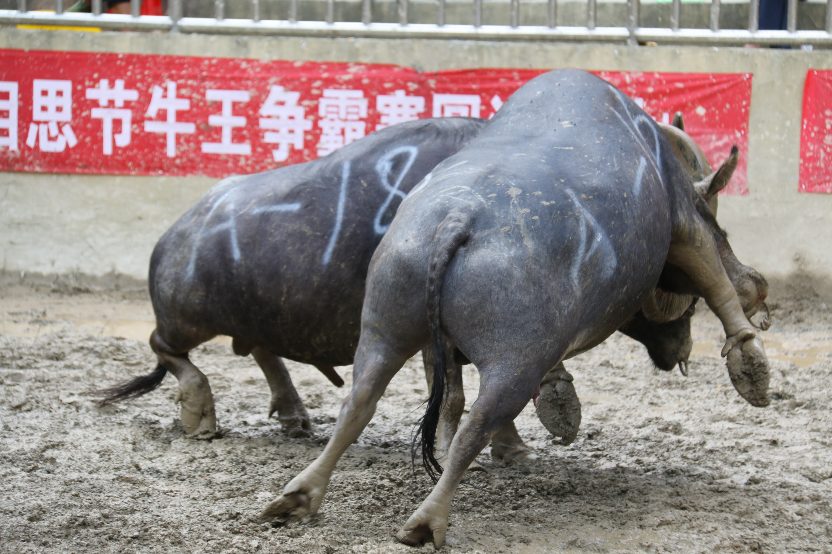 7月4日至7日,传奇牛王"擎天柱"与您相约乐里斗牛小镇