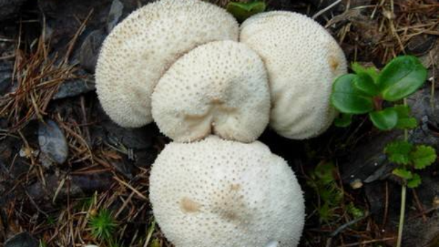 农村一种叫马粪包的好东西,现在一斤要100元,你有见过吗?_凤凰网视频_