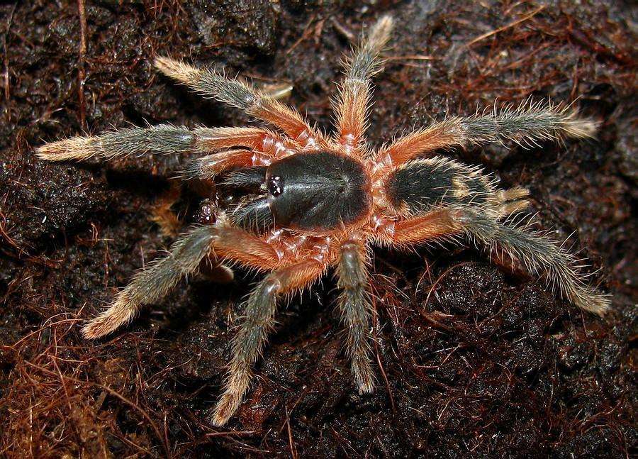 捕鸟蛛原产于广西和海南的原始森林中,最大的个体达11公分,因其在原始