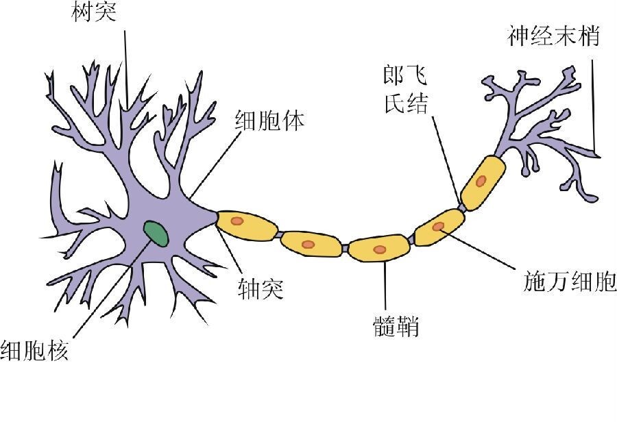 髓鞘位置图图片
