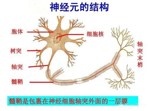 脱髓鞘疾病需要做什么检查才能够确诊呢