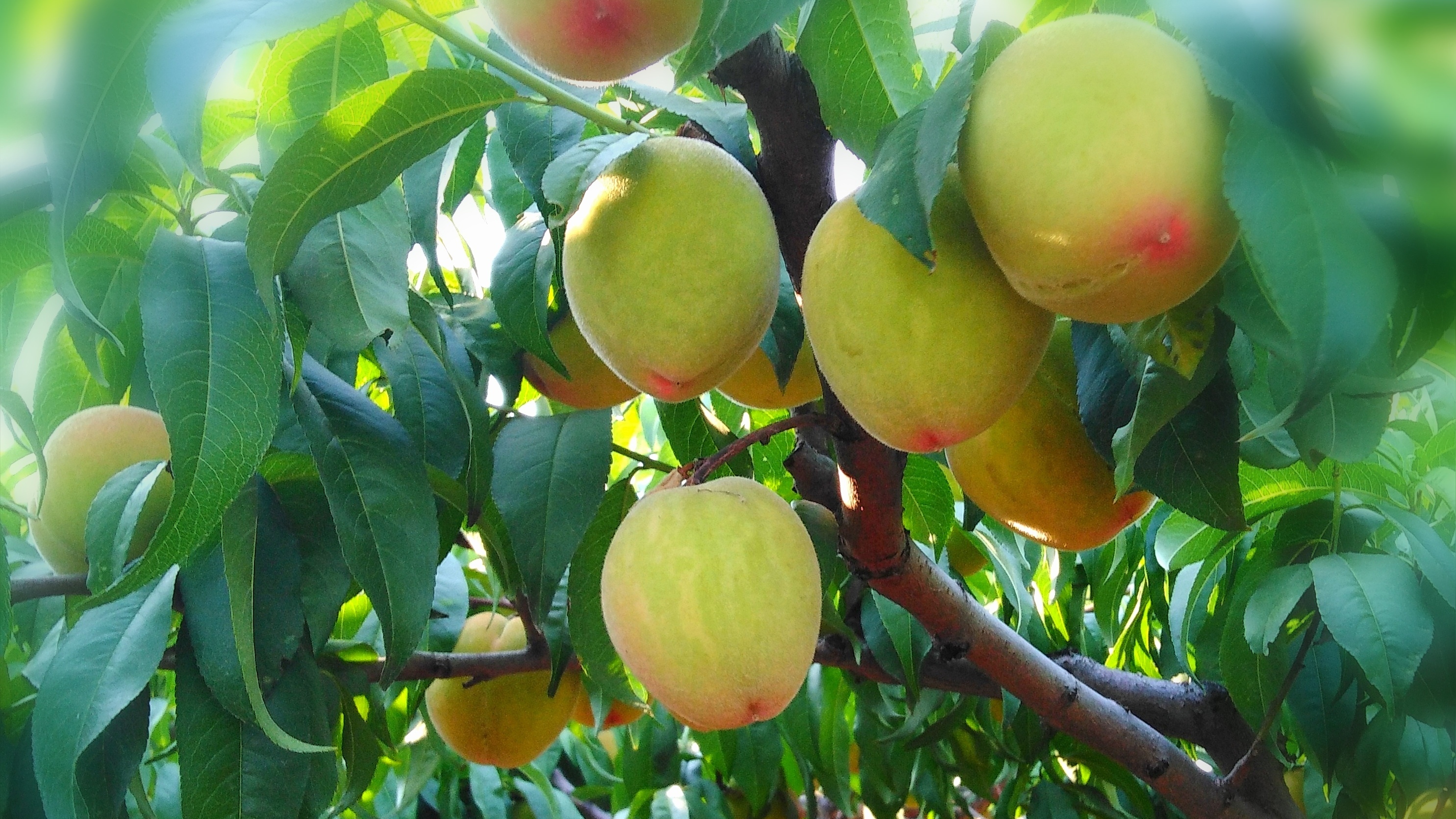 杏事已过,桃园邂逅一一一前五龙沟采摘节侧记__凤凰网