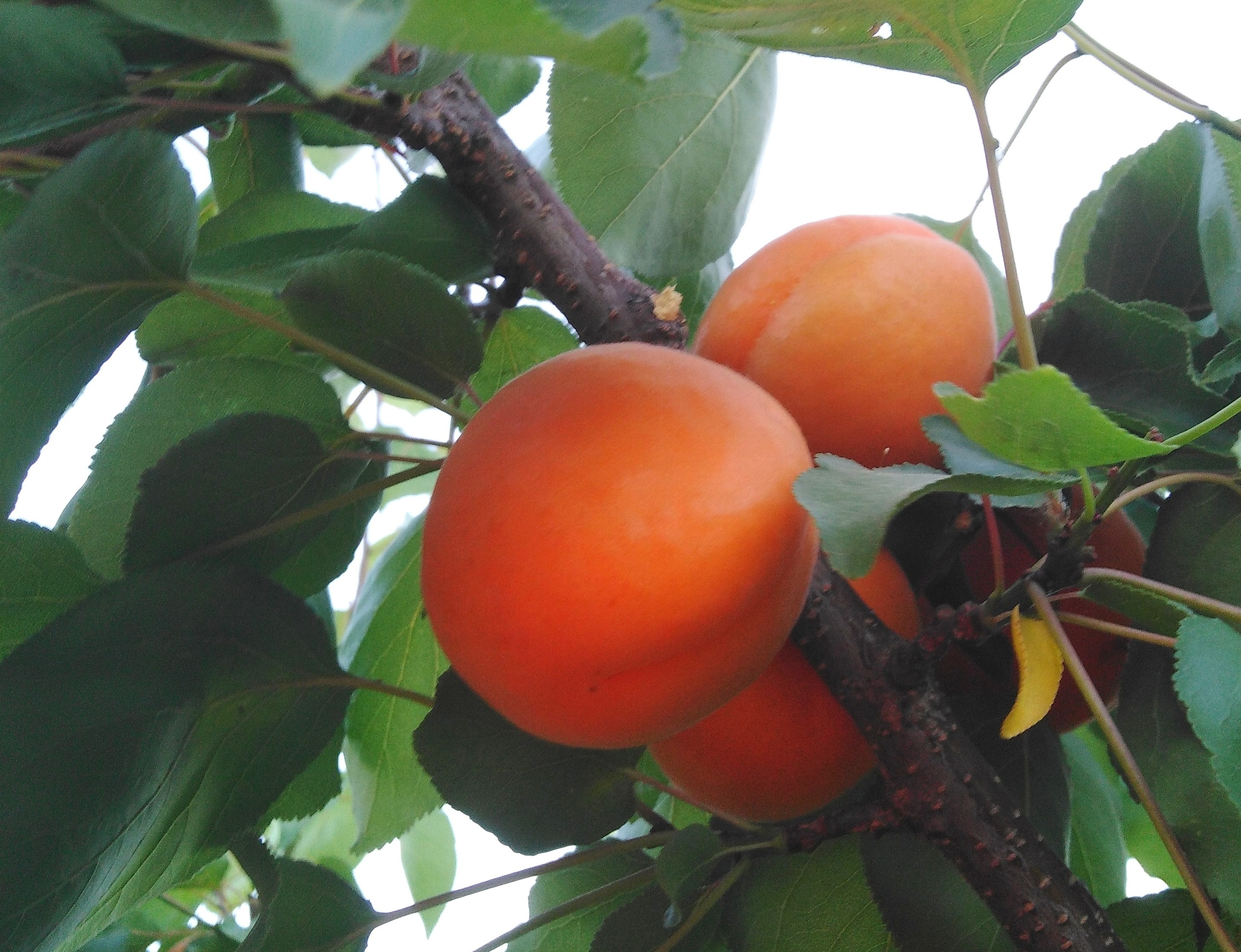 杏事已过,桃园邂逅一一一前五龙沟采摘节侧记