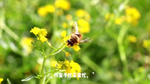 蜂儿不食人间仓,家门口的小蜜蜂