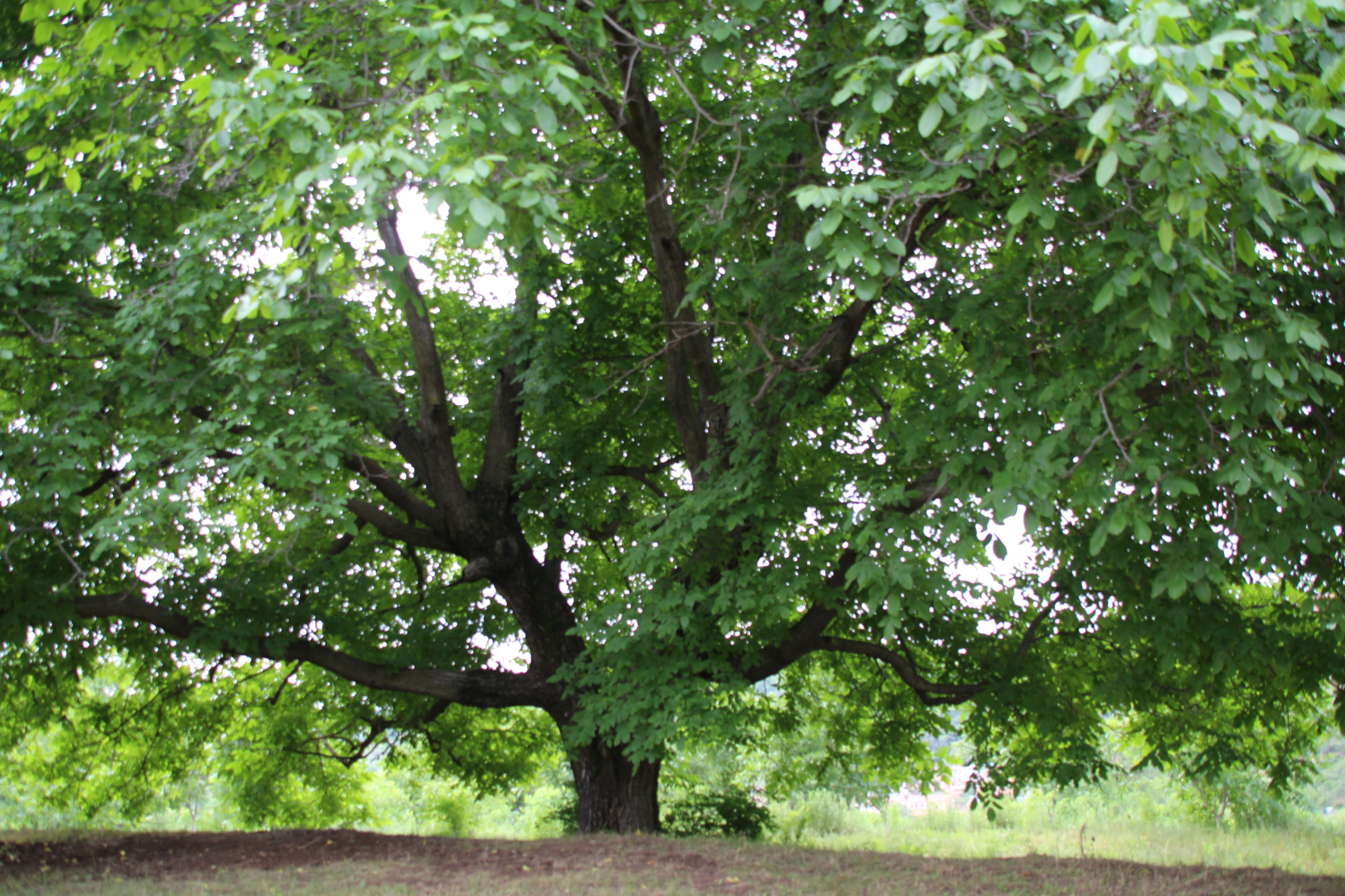 这颗百年核桃树曾吸引了众多游客以及新闻媒体工作者,因树巨大,相机