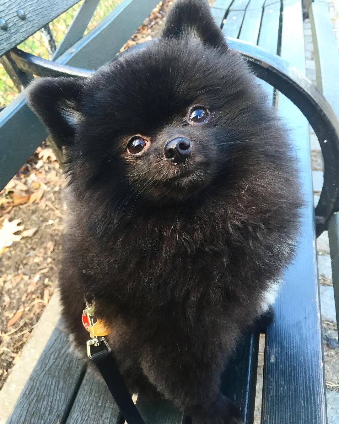 一只来自韩国名叫玉米的黑色小博美宠物狗狗超可爱