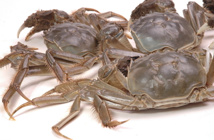 苏州东太湖放流666万只豆蟹预计明年有300吨野生太湖蟹上市