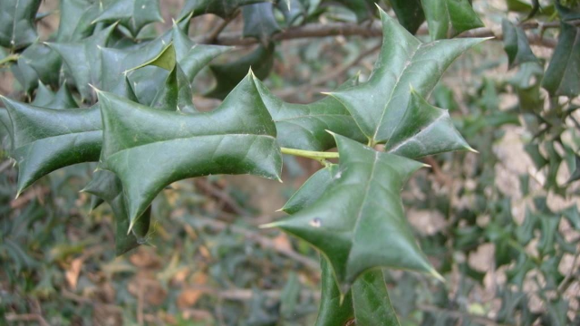 农村一种常见野草鸟都不敢停留在上面可当做防贼草