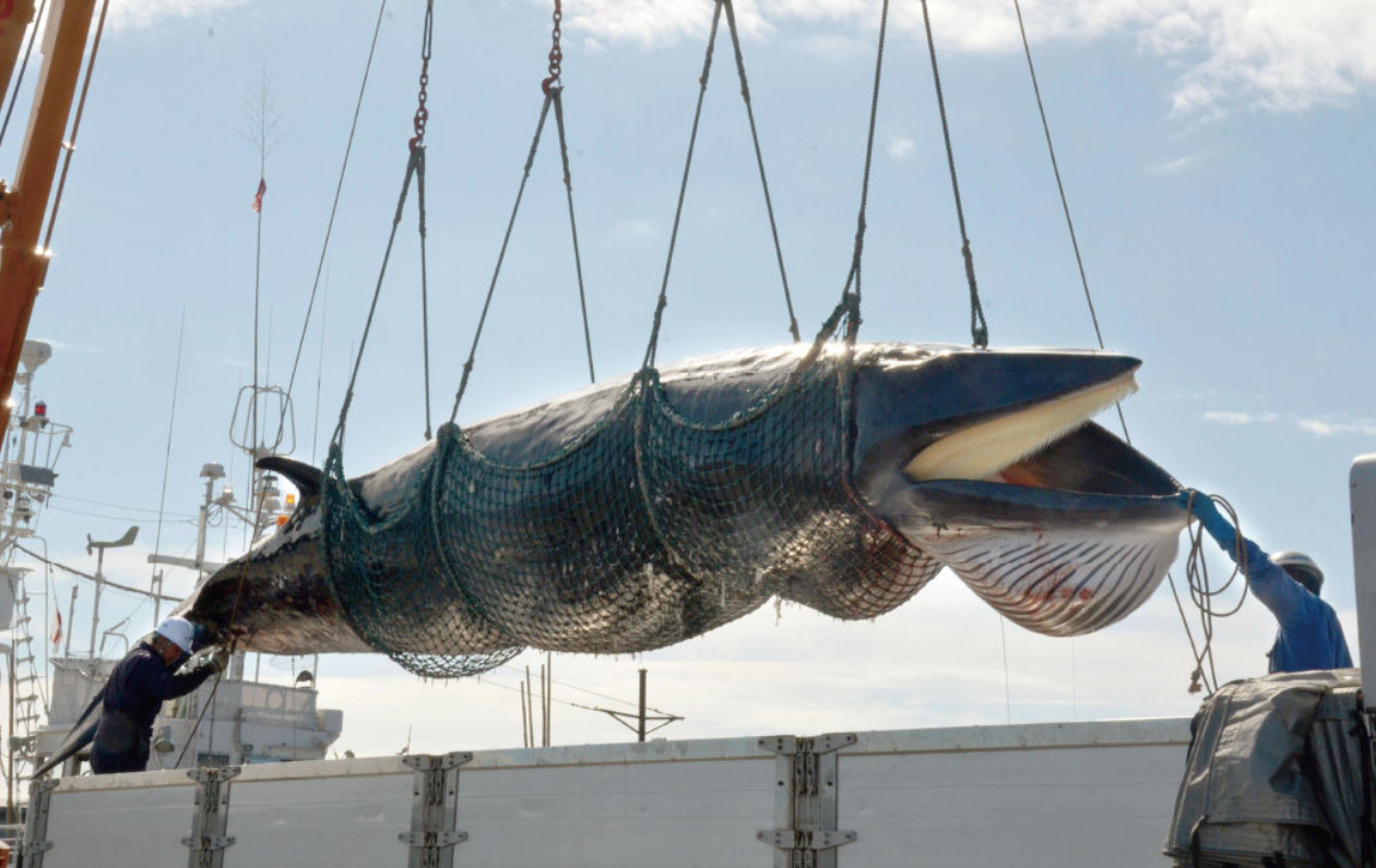 日本时隔31年重新开启商船捕鲸,网友们吵翻了