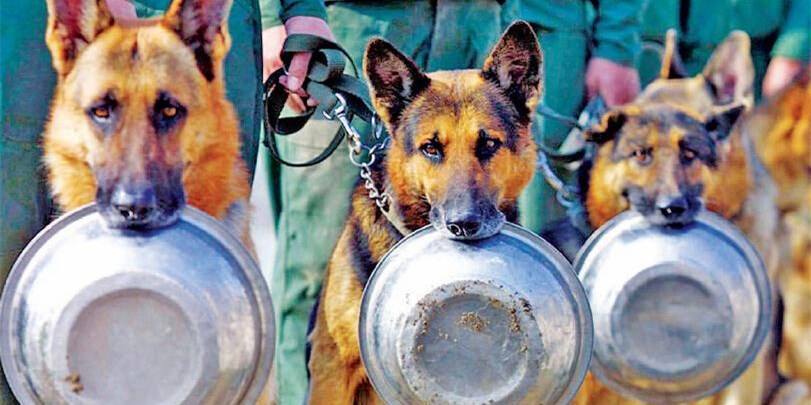 中国边防军犬部队写真(一)__凤凰网