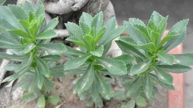 农村这种野菜被称为救命草生命力非常顽强你们村有吗