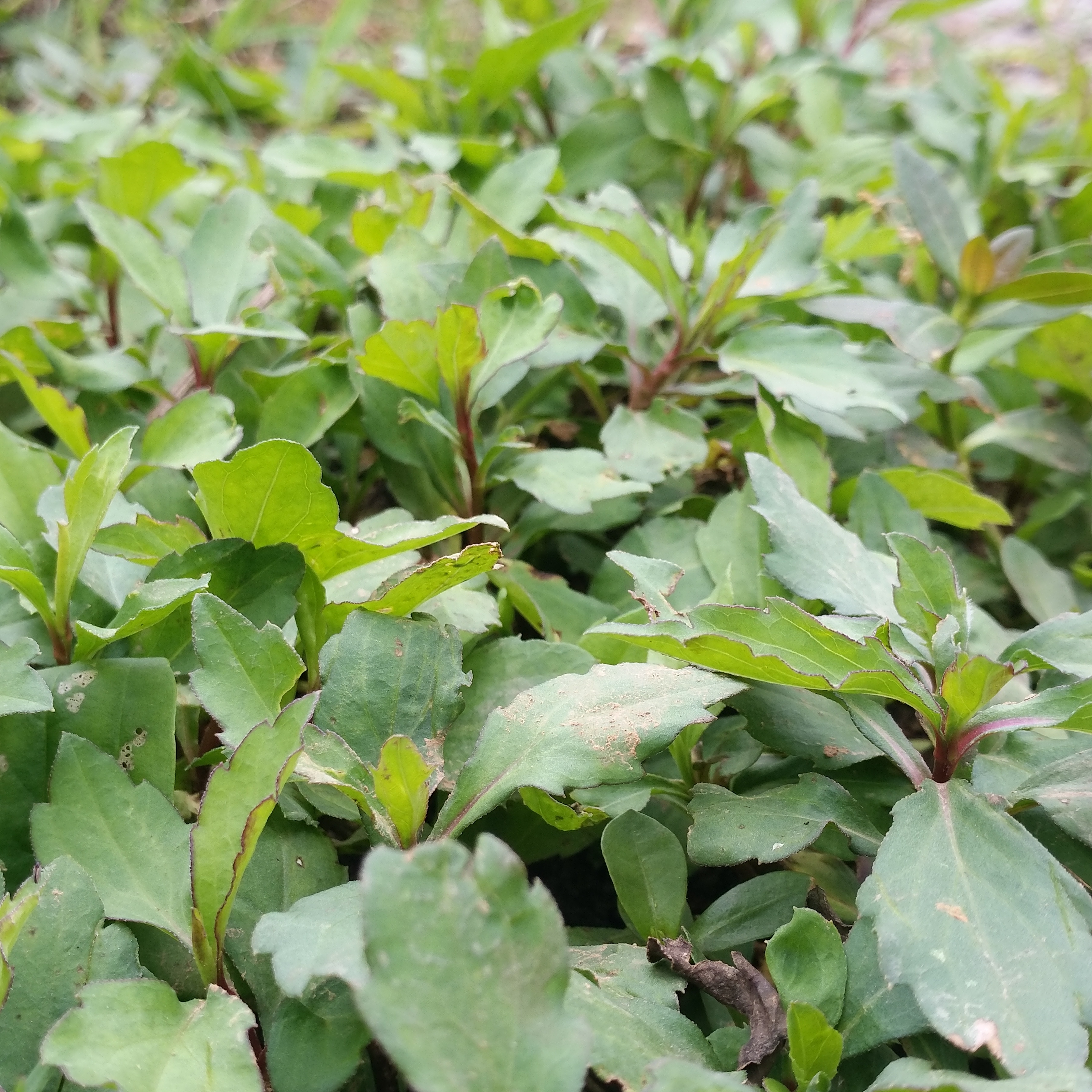 马兰对土地没有太高的要求,而且繁衍能力很强,几乎能种庄稼的土地它都